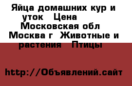 Яйца домашних кур и уток › Цена ­ 130 - Московская обл., Москва г. Животные и растения » Птицы   